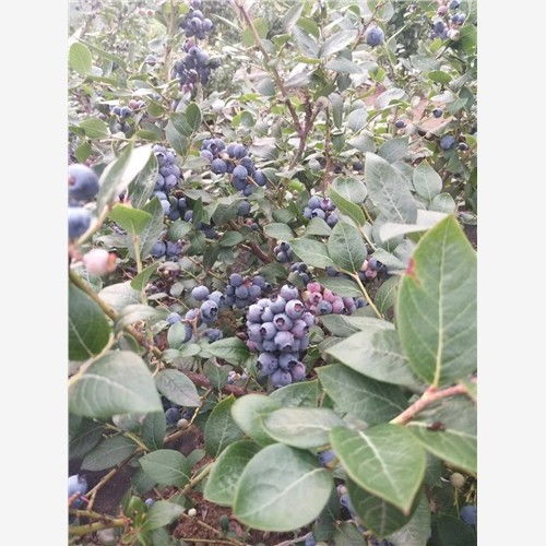 延边蓝莓苗什么地方卖
