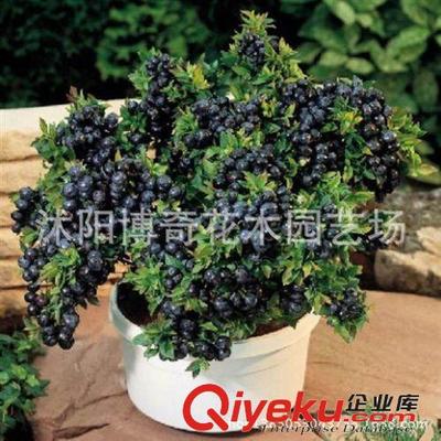 供应果树苗 当年结果蓝莓果树苗 基地盆栽蓝莓苗 盆栽果树苗蓝莓图片|供应果树苗 当年结果蓝莓果树苗 基地盆栽蓝莓苗 盆栽果树苗蓝莓产品图片由沭阳博奇花木园艺场公司生产提供-