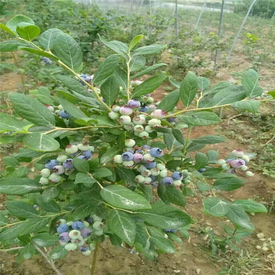 绿宝石蓝莓苗基地