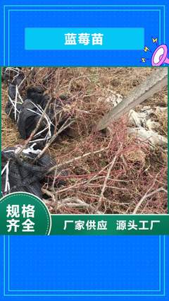 货真价实 苹果,【梨树苗】定金锁价-af04.com