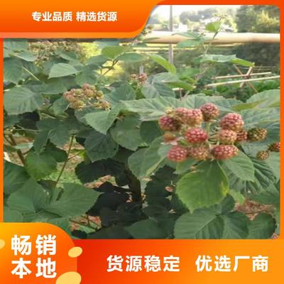 石榴树